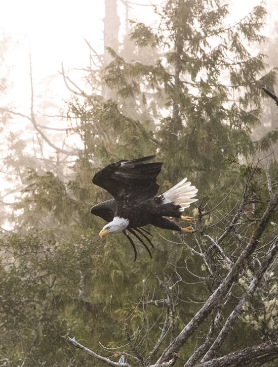 photo of an eagle leaving a tree